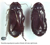 Panesthia angustipennis spadica (Shiraki, 1906): (Otu).