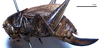 CollectionObject 1532071; fdbcf561-3b7a-40b7-a12a-873c015467af: female, lateral view (syntype). (CollectionObject).