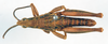 CollectionObject 1518477; d3fb004c-f187-48ec-876f-42ca21b0f9ef: male, dorsal view (lectotype). (CollectionObject).