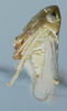 Habitus, lateral view: !! display not done !! on Neocoelidia tumidifrons Gillette & Baker, 1895: Male holotype [USNM]: habitus, lateral view. (Observation).