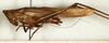 CollectionObject 1531673; 9159f801-5437-449e-9f7a-e2cef92eb339: male, lateral view (syntype). (CollectionObject).
