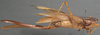 CollectionObject 1505637; 9a9510dd-0900-4038-adf1-8f7aabae09fe: female habitus, lateral view (holotype). (CollectionObject).