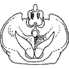 Pygofer ventral appendages, ventral view on Paraliburnia lecartus Hamilton, 2002: Pygofer, distal view. (Observation).