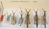 CollectionObject 1559347; 78e97a08-6155-40d4-9a0c-e885a0bd9b27: copyright ANSP. females and males, dorsal view (paratypes). (CollectionObject).;CollectionObject 1559348; d775b2c6-2124-4185-9467-d9a8da445562: copyright ANSP. females and males, dorsal view (paratypes). (CollectionObject).