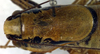 CollectionObject 1500462; c817e3de-6085-4987-aad8-2c2b4ce14d29: male pronotum, dorsal view (holotype). (CollectionObject).