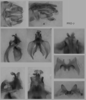 Melanoplus propinquus Scudder, 1897: male genitalia. (Otu).