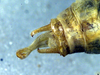 CollectionObject 1500342; e3839a25-b2f2-48ba-a45a-88c05d91ce80: male abdomen tip, dorsal view (holotype). (CollectionObject).