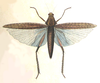 Ommexecha macropterum Blanchard, 1836: Plate XXI, 4. male with spread wings, dorsal view. (Otu).