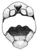 Pediodectes tinkhami Hebard, 1934: Pl. II, Fig. 1 (after type). face of male. (Otu).