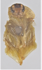 CollectionObject 1552937; 54000df3-a37d-48d1-9811-465e93e6c838: 7mm. (CollectionObject).