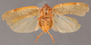 Habitus ventral view: !! display not done !! on Myconus conspersinervis (Stål, 1862): (Observation).