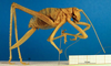 CollectionObject 1565151; f284e5b4-ebb8-430f-a8ea-337eddbddf79: subadult female, lateral view (syntype). (CollectionObject).