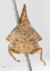 Head: !! display not done !! on Palonica pyramidata (Uhler, 1877): (Observation).