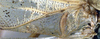 CollectionObject 1517314; 003c6214-fb6b-4f3f-b2c1-230fbc161bb6: male left mirror area (syntype). (CollectionObject).;CollectionObject 1517315; bde09c8e-fa43-4a64-b83d-410b24c94674: male left mirror area (syntype). (CollectionObject).