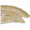 Ovipositor on Arboridia (Arboridia) huajiangensis Jiang, Luo & Song, 2021: valvulae II, detail. (Observation).