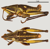 CollectionObject 1585911; 0d7dce8a-b2fd-4b37-b80d-9f18ccb39d24: male (morphotype 2), lateral (up) and dorsal (down) view. (CollectionObject).