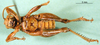 CollectionObject 1501213; e019dd78-e78f-449c-b0be-09f5648aaba7, DORSA BA000165S01: male, ventral view (holotype). (CollectionObject).
