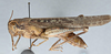 CollectionObject 2868645; 052582fc-c7e9-44f3-a4bd-71e186c75dcc, CNCI 981632: Schistocerca nitens. Lateral view. (CollectionObject).