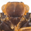 Head: (Observation).