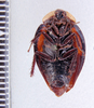 Phoraspis brachytaenia Hebard, 1921: Photo by Heidi Hopkins. ventral habitus. (Otu).