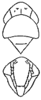 Head on Ajika Dworakowska, 1979: Head, pro-, and mesothorax (A. nana Dwor.). (Observation).