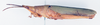 CollectionObject 1583253; be4a2b04-6d85-45c4-b935-e00705224580: female, lateral view (paralectotype). (CollectionObject).