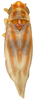 Habitus, dorsal view: !! display not done !! on Erythridula cauta (Beamer, 1935): Habitus (paratype, KSEM collection). (Observation).