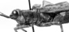 CollectionObject 1501494; fdfb6e0e-0ab3-4bb1-8a90-14cb65f83796: photo C.S. Carbonell [mirror image]. female head and pronotum, lateral view (syntype). (CollectionObject).