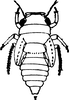 Nymph on Cassianeura cassiae (Ahmed, 1970): (Observation).