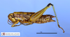 CollectionObject 1514113; MLP1090/2, c897dfc0-0bf2-44b1-8391-f877fcfa230b: female, lateral view (allotype). (CollectionObject).