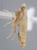 Habitus, lateral view on Destria fumida (Sanders & DeLong, 1917): Lateral. Female Immature. (Observation).