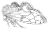 Habitus, lateral view on Cyphonia weyrauchi Richter, 1958: (Observation).