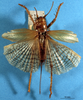CollectionObject 1520544; ed9a2c1d-2218-4d72-8bd0-3324d88daa59: female, dorsal view (syntype). (CollectionObject).