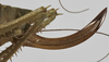 CollectionObject 1539572; f8772052-5264-43df-a74f-4375e2497bf9: female ovipositor (holotype). (CollectionObject).