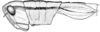 Aleuas vitticollis Stål, 1878: Fig. 19A. female, green form, from Uruguay, Dept. Flores, Arroyo Pinto. (Otu).