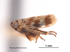 Habitus, lateral view on Deltocephalus giffardi (Van Duzee, 1917) now Deltocephalus castoreus Ball, 1899: (Observation).