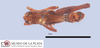 CollectionObject 1513133; d635d6bc-f50f-44a8-a251-ee5b94e7e869, MLP4257/1: male, dorsal view (holotype). (CollectionObject).