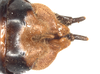 CollectionObject 1587973; 7b7299a1-83d5-429d-8a85-f207028449d1: male abdomen tip, dorsal view (holotype). (CollectionObject).