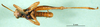 CollectionObject 1501641; 4163fa9f-720f-4d50-8226-ab3f4dae69fe: male, ventral view (syntype). (CollectionObject).