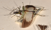 CollectionObject 1558284; 9fc7ed33-3550-471f-8e14-9c3838d7ce4c: copyright OUMNH. male, lateral view (syntype). (CollectionObject).;CollectionObject 1558285; ad47c116-5c57-4e7d-af86-1e2d66166cd2: copyright OUMNH. male, lateral view (syntype). (CollectionObject).
