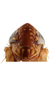 Head: !! display not done !! on Polyamia (Polyamia) weedi (Van Duzee, 1892): Head. (Observation).