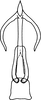 Aedeagus, ventral view on Arboridia (Arboridia) cincta Song & Li, 2015: from Song & Li, 2015: 586. (Observation).