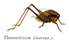 Pl. 8. male habitus (as Thamnotrizon cinereus). Depicts Pholidoptera griseoaptera (DeGeer, 1773), an Otu.