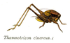 Pholidoptera griseoaptera (De Geer, 1773): Pl. 8. male habitus (as Thamnotrizon cinereus). (Otu).