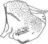 Pygofer, lateral view on Ajika nana Dworakowska, 1979: Pygofer (A. nana Dwor.). (Observation).