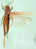 CollectionObject 1502137; ee60a2b0-f8fa-44cb-bd4e-0be74342c128: female, dorsal view (syntype). (CollectionObject).