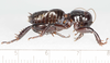 CollectionObject 1591151; 6beebdd3-dce7-4821-8c60-9cc28be3204d: male, lateral view (holotype). (CollectionObject).