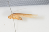 CollectionObject 1505829; 304351ea-b7ac-458b-80bb-ac4c68c7906f: Male, lateral view (syntype). (CollectionObject).