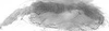 Forewing.: Hairs on eighth abdominal tergite of A. fabae. (Observation).
