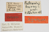 CollectionObject 1516355; aa23c2ab-cd99-45fa-9ccc-d1a04c291720: labels (syntype). (CollectionObject).;CollectionObject 1516356; a109a0e3-7bc9-4ac0-8ef8-57dc8cb543c1: labels (syntype). (CollectionObject).